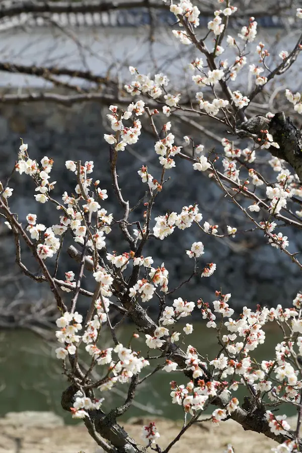 Sangoku bori moat (2)